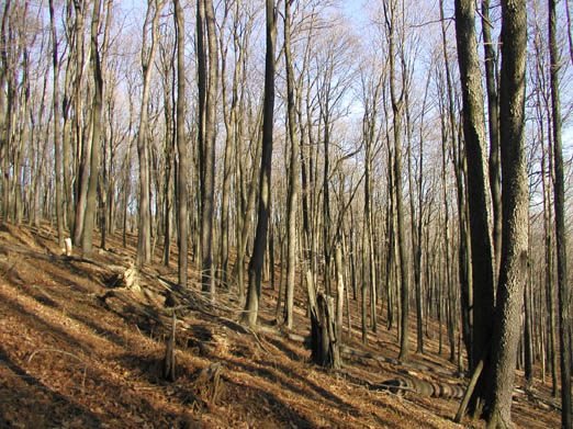 12-Dividing Ridge