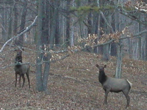 ElkHerd20020118-0430PMa