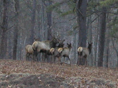 ElkHerd20020118-0430PMc