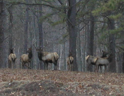 ElkHerd20020118-0430PMf