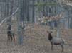ElkHerd20020118-0430PMa