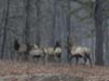 ElkHerd20020118-0430PMb