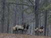 ElkHerd20020118-0430PMd
