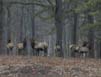 ElkHerd20020118-0430PMf