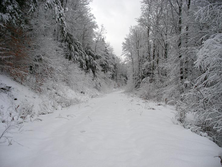 DSCF2231