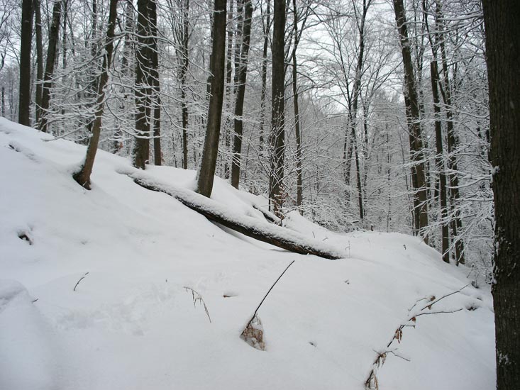 DSCF2237
