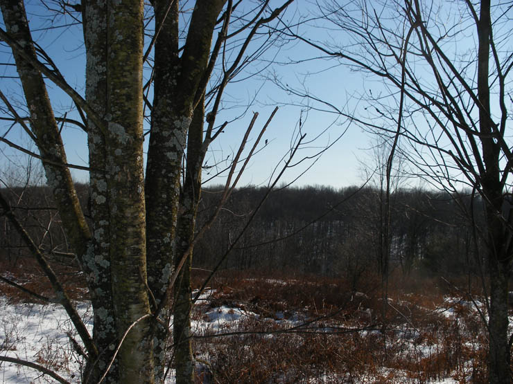 DSCF3110